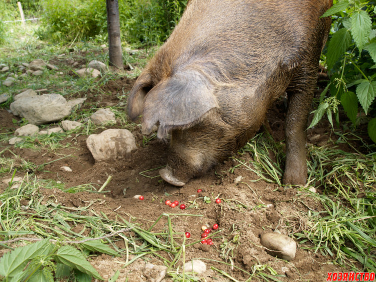 В поисках лакомств свиньи пропахивают землю на глубину до 20 см.jpg